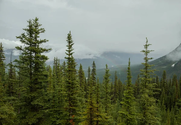 Mist in the mountains after rain - the beautiful Rocky Mountains in Alberta. Tourism - hiking, rest and recovery. Coniferous forest