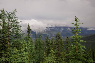 Yağmurdan sonra sisli dağlar - karlı zirveler, kayalar, ıslak yeşil çam ağaçları ve Banff Ulusal Parkı 'nda bulutlu gökyüzü, Alberta, Kanada Aktif Turizmi - orman yolunda yürüyüş