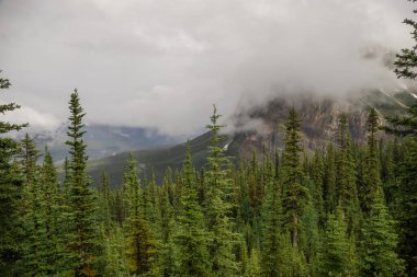 Yağmurdan sonra sisli dağlar - karlı zirveler, kayalar, ıslak yeşil çam ağaçları ve Banff Ulusal Parkı 'nda bulutlu gökyüzü, Alberta, Kanada Aktif Turizmi - orman yolunda yürüyüş