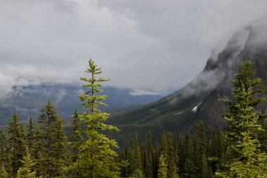 Yağmurdan sonra sisli dağlar - karlı zirveler, kayalar, ıslak yeşil çam ağaçları ve Banff Ulusal Parkı 'nda bulutlu gökyüzü, Alberta, Kanada Aktif Turizmi - orman yolunda yürüyüş