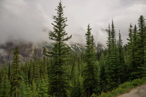 Foggy mountains after rain - snow capped peaks, rocks, wet green pine trees and cloudy sky in Banff National park, Alberta, Canada Active tourism - hiking in forest trail