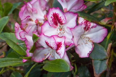 Bahar çiçeği. Bereketli pembe bir rhododendron çalısı çiçek açıyor. Doğal çiçek geçmişi var. Çiçekler doğanın bahar arka planını kapatır. Çiçek arkaplanı taze açelya çiçekleri. Güzel Rododendron.