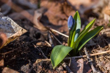 Bahar uyanıyor. Ağaç ciyaklayan çiçeklerden oluşan genç bir filizlenme geçen yıl düşen yaprakları delip geçiyor. Doğada yabani çiçekler - bahar ormanı, makro. Tasarım için doğa kavramı.