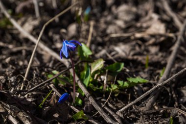 Bahar uyanıyor. Ağaç ciyaklayan çiçeklerden oluşan genç bir filizlenme geçen yıl düşen yaprakları delip geçiyor. Doğada yabani çiçekler - bahar ormanı, makro. Tasarım için doğa kavramı.