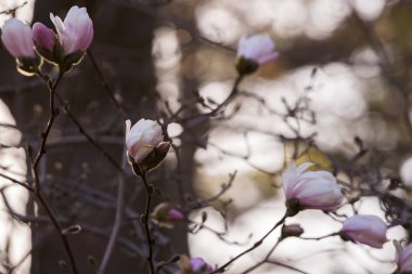 Manolya güneş ışınlarında çiçek açar. Gökkuşağı güneş ışığı, yumuşak yumuşak tonlar. Doğal arka plan. Yakın plan. Tasarım için doğa kavramı
