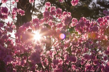 Bahar çiçeği. Bereketli pembe bir rhododendron çalısı çiçek açıyor. Doğal çiçek geçmişi var. Çiçekler doğanın bahar arka planını kapatır. Çiçek arkaplanı taze açelya çiçekleri. Güzel Rododendron.
