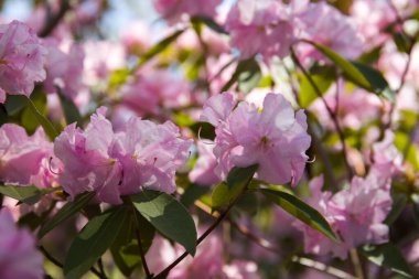 Bahar çiçeği. Bereketli pembe bir rhododendron çalısı çiçek açıyor. Doğal çiçek geçmişi var. Çiçekler doğanın bahar arka planını kapatır. Çiçek arkaplanı taze açelya çiçekleri. Güzel Rododendron.