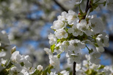 Güneş ışınlarında ilkbahar kiraz çiçekleri. Doğal çiçek geçmişi var. Çiçekler doğanın bahar arka planını kapatır. Arka plan bokeh pembe çiçeklerle dolu bir kraliyet yaban elması ağacından..