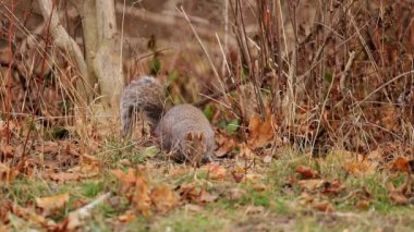 Ormanda gri bir sincap kuru yaprakların arasında yiyecek arıyor. Vahşi doğa. (Scirius carolinensis)