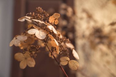 Arka planda kurumuş ortanca çiçekleri. Seçici odaklanma. Doğa kahverengisi yumuşak arka plan. seçili odak. Çiçek dokusu. Kapat.
