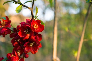 Bahar zamanı arka plan - makro konsept - Bokeh 'in dalında taze çiçekler ve yapraklar, bulanık arkaplan. Bahçedeki doğal ışık