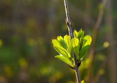 Bahar zamanı arka plan - makro konsept - Bokeh 'in dalında taze çiçekler ve yapraklar, bulanık arkaplan. Bahçedeki doğal ışık