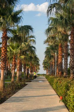 Yeşillik ağaçlarının, çiçeklerin ve çalıların arasında yürüyüş pisti, yeşil çimlerin yanında siyah beton yürüyüş yolu.