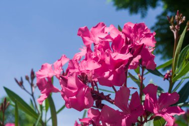 Çiçek arkaplanının yakın plan görüntüsü - çiçek açarken çiçekler ve çimenler - bulanık bir odak noktası. Doğa ve bahçıvanlık kavramı arka plan için kullanılabilir