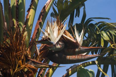 Parktaki palmiye ağacını kapat. Tropikal arka plan. Bahçede yeşil palmiye yaprakları, yakın plan. Tropikal arka plan. Yaz tatili için konsept afişi