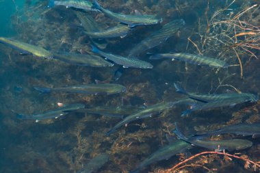 Balıkçılık - balık konsepti, deniz eğlencesi ve spor