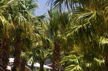 Parktaki palmiye ağacını kapat. Tropikal arka plan. Bahçede yeşil palmiye yaprakları, yakın plan. Tropikal arka plan. Yaz tatili için konsept afişi