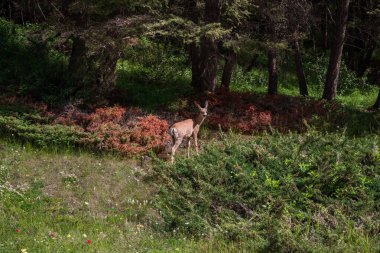Bir dişi geyik orman zemininde duruyor ve Banff Ulusal Parkı 'nın dağlarına bakıyor. Vahşi yaşam, düzensiz. Kanada, Alberta Rocky Dağları 'nda yaz turizmi