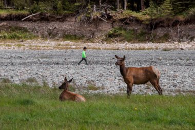 Güneşli bir günde, nehir kenarındaki yeşil çimlerde dinlenen geyikler. Artiodactyl 'ler, Banff Ulusal Parkı' nda vahşi yaşam, Alberta, Kanada. Cervus canadensis