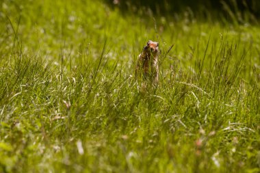 Sevimli bir Kolombiyalı yer sincabı hazırda bekliyor ve Canmore yakınlarındaki Banff Ulusal Parkı 'ndaki bir çayırda yuvasının dışında meyve yiyor, Alberta.