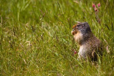 Sevimli bir Kolombiyalı yer sincabı hazırda bekliyor ve Canmore yakınlarındaki Banff Ulusal Parkı 'ndaki bir çayırda yuvasının dışında meyve yiyor, Alberta.