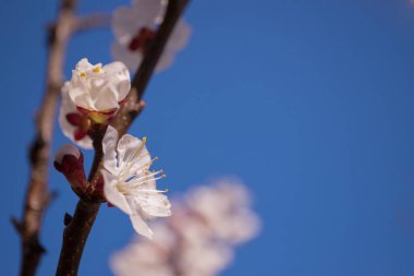 Güneşli bir günde beyaz kayısı çiçeği. Ağaç dallarındaki makro tomurcuklar tamamen açık. İçlerinden yumuşak güneş ışığı geçiyor. Seçici odak, bokeh, doğal ışık, doğa arkaplan bulanıklığı.