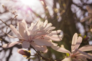 Güneşli bir günde beyaz manolya çiçeği açar. Makro tomurcuklar tamamen açılır. İçlerinden yumuşak güneş ışığı geçer. Seçici odak bokeh bulanıklığı.