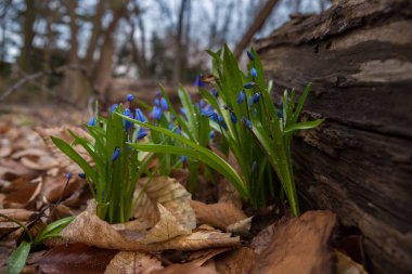 Güneş gününde Sibirya scilla çiçeği, ilkbaharın başlarında ormanda büyüyen, yumuşak odaklı. Taze bahar havası. Doğa geçmişi. seçili odak. Yeni hayat