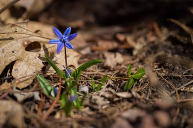 Güneş gününde Sibirya scilla çiçeği, ilkbaharın başlarında ormanda büyüyen, yumuşak odaklı. Taze bahar havası. Doğa geçmişi. seçili odak. Yeni hayat