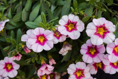 Güneşli bir günde pembe çiçekli beyaz çiçekler. Makro tomurcuklar tamamen açılmış. İçlerinden yumuşak güneş ışığı geçiyor. Seçici odak bokeh bulanıklığı.