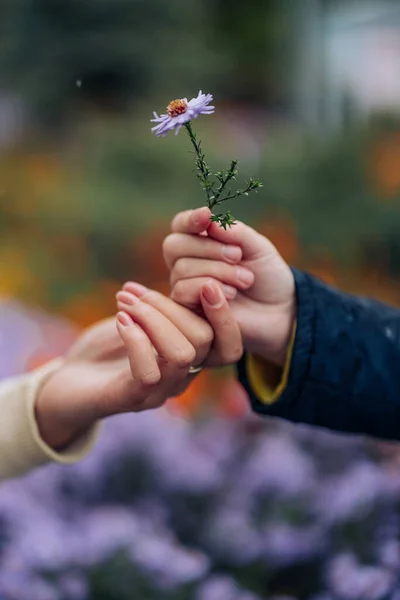 Male Hand Gives Flower Woman Closeup View Concept Love Romantic — Stock Photo, Image