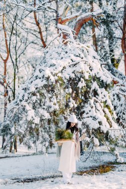 Mutlu genç bir kadın, güneşli bir kış gününde çam ağaçlarının arasında elinde çam dallarının buketiyle ormanda yürüyor..
