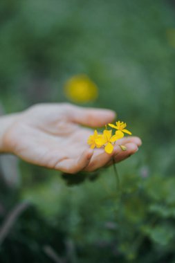 Kadın eli çayırdaki küçük sarı çiçeklere dokunuyor. Yakın plan..