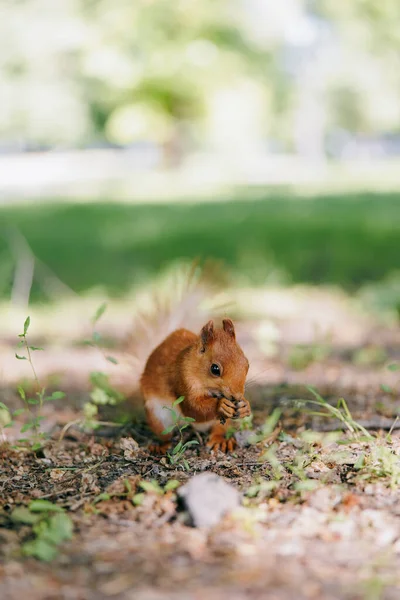 Squirrel sitting on the ground in forest, holding food with its paws and eating.
