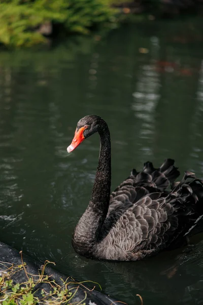 Hermoso Elegante Cisne Negro Nadando Lago Contra Fondo Del Agua — Foto de Stock