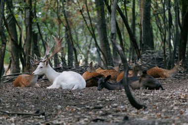 Farklı dişi geyiklerin sürüsü ve bir erkek albino geyik ağaçların altında uzanıp dinleniyorlar..