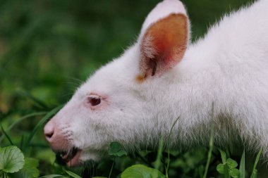 Parkta yeşil çimen yiyen Avustralya kırmızı boyunlu albino wallaby 'ye yakından bakın. Bennett 'in valabinin albino versiyonu. Portre.