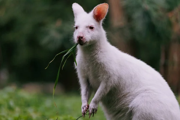Wallaby Albinos Cou Roux Australien Mangeant Herbe Verte Dans Parc — Photo