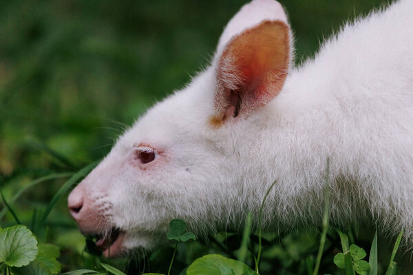 Close-up view to Australian red-necked albino wallaby eating green grass in park. Albino variation of Bennett's wallaby. Portrait.