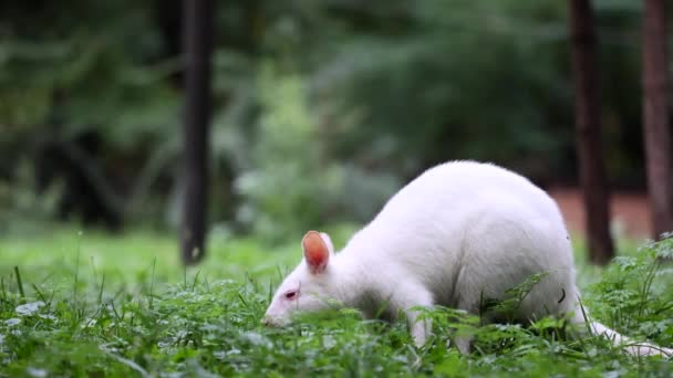 Australian Wallaby Albino Pescoço Vermelho Comendo Grama Verde Prado Parque — Vídeo de Stock