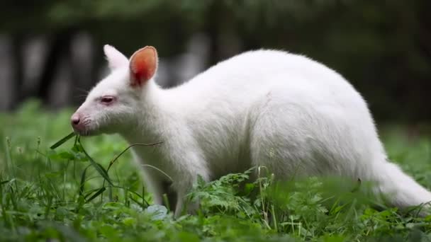 Australiska Rödhalsade Albino Wallaby Äta Grönt Gräs Äng Parken Albino — Stockvideo