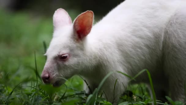 Närbild Till Australiensiska Rödögda Albino Wallaby Äta Grönt Gräs Äng — Stockvideo