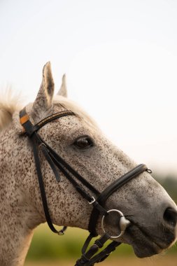 Dapple Grey Horse 'un dizginli yakın plan görüntüsü. Çayır arka planında güzel bir atın portresi.