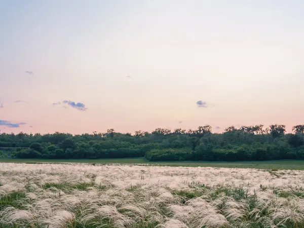 Gün batımında yumuşak pastel gökyüzü ve Ukrayna 'daki uzak ağaç sınırı ile birlikte tüy çimi tarlası. Bozkırda huzurlu bir yaz manzarası, doğal güzellik, sakin bir atmosfer ve rüzgarda hafif bir çimen hareketi..