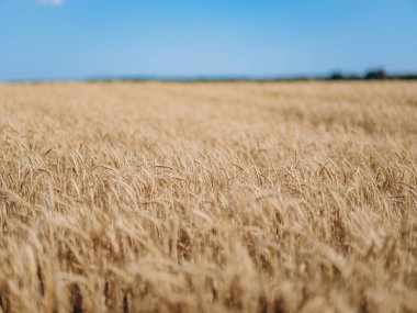 Güneşli bir günde, sarı olgun buğday kulakları ve mavi gökyüzü. Tarlada mısır gevreği, tarlada hasat, tarım, kırsal yaşam. Sıcak doğal ışık ve yumuşak odak arkaplanı.