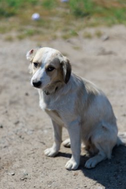 Beyaz ve kahverengi sokak köpeği toprak zeminde tek başına oturur ve üzgün gözlerle kameraya bakar. Yalnızlık ve hassasiyet hissi. Evsiz hayvan bakımı, şefkat, umut ve kurtarma konsepti.