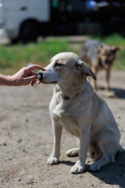 İnsan eli, başıboş bir köpeğin burnuna nazikçe dokunur. Bir insanla evsiz bir hayvan arasındaki sevgi, güven ve bağlantı anı. Evsiz hayvan bakımı, şefkat, umut ve kurtarma konsepti.