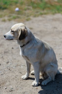 Beyaz ve kahverengi sokak köpeği, üzgün bir ifadeyle, toprak zeminde tek başına oturur. Yalnızlık ve hassasiyet hissi. Evsiz hayvan bakımı, şefkat, umut ve kurtarma konsepti.
