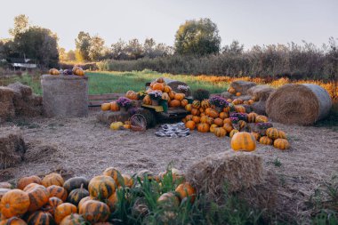 Sonbahar mevsimi için kasımpatı çiçekleri ile süslenmiş, ahşap bir stantta ve saman balyalarının etrafında istiflenmiş, geniş, canlı balkabakları sergiliyordu. Şükran Günü, Cadılar Bayramı ve kırsal konular.