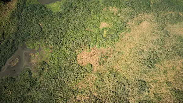 stock image Aerial view of a wetland area and swamp, featuring lush riparian vegetation along the banks, highlighting the beauty of natural habitats